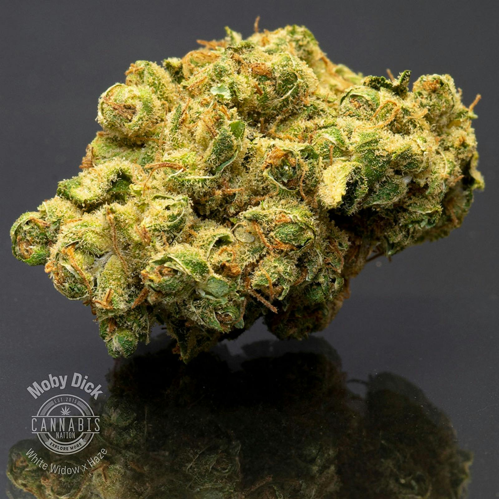 Flower | Moby Dick